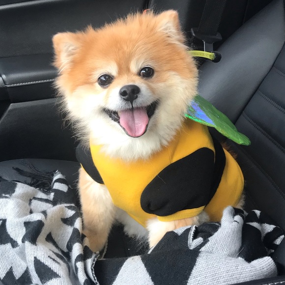 Meet your Posher, Victoria - Picture 2 of 2